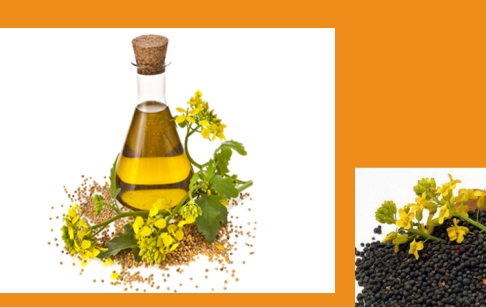 生產(chǎn)菜籽油需要哪些設(shè)備？