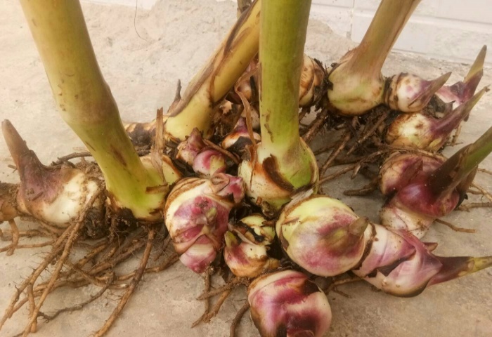 芭蕉芋