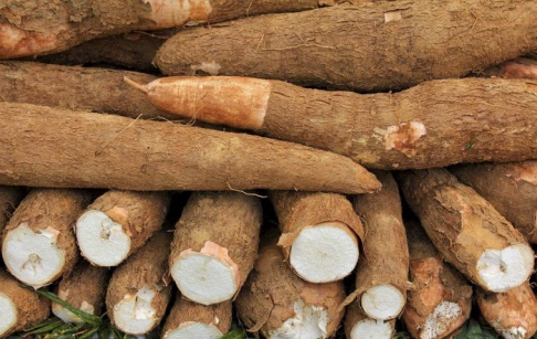 非洲木薯可以加工成哪幾種農(nóng)產(chǎn)品？需要什么設備?