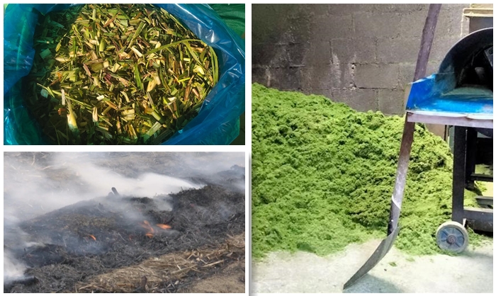 甘蔗葉處理方法